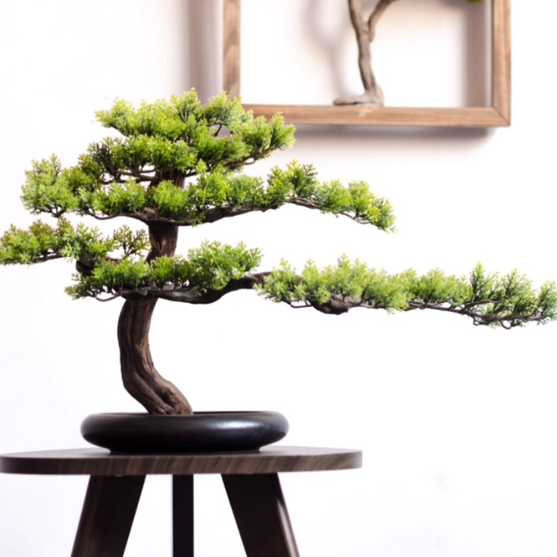 Домашние приветственные соснов – обзор и цена Bonsai Garden Entrance